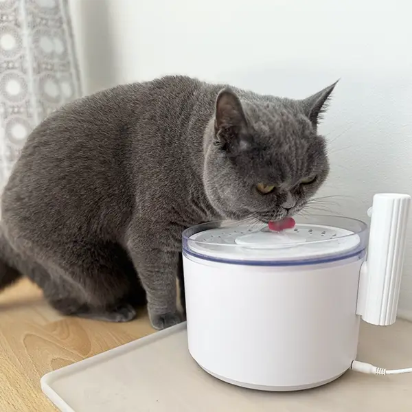 Ein graues Fellknäuel, eine Britische Kurzhaar-Katze, genießt den Schluck aus einem weißen Katzenbrunnen, der ihr frisches, sprudelndes Wasser bietet.