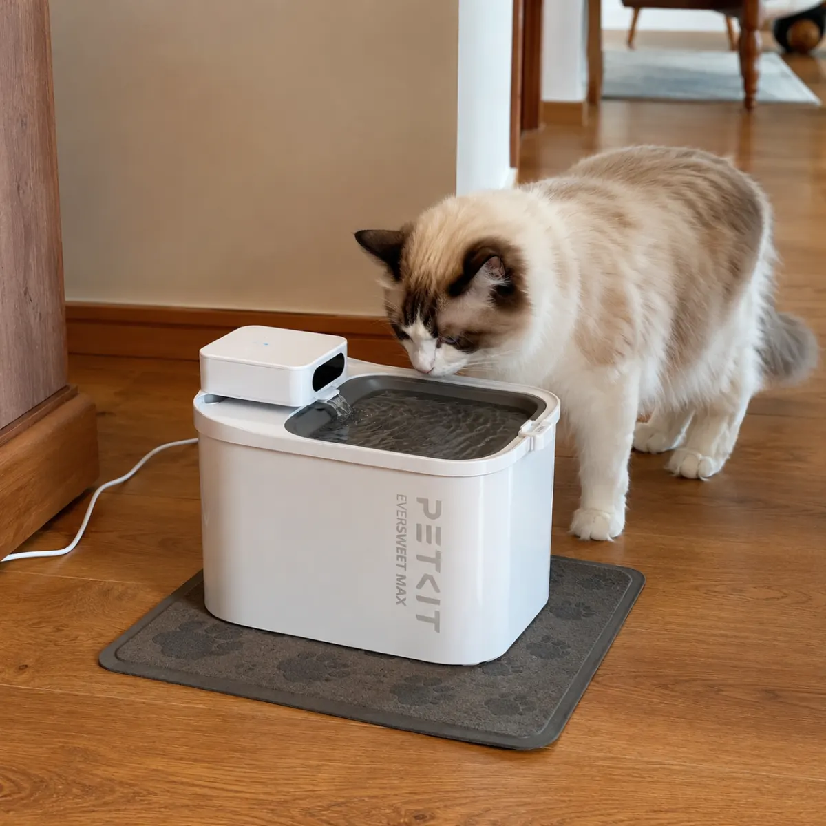 Katzen Trinkbrunnen Marken und Modelle im Vergleich